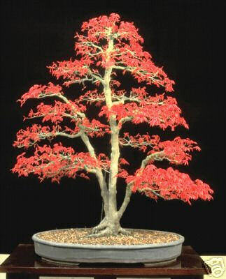 TreeViewWithViewModel/fengshui-bonsai.jpg